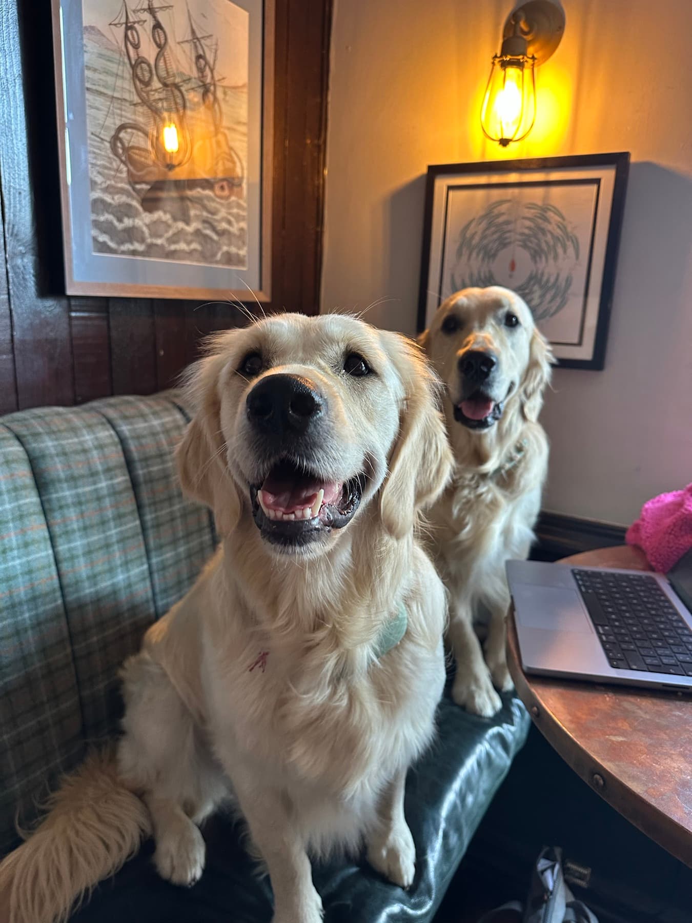 Oxo and Pickle sitting together in a cosy pub