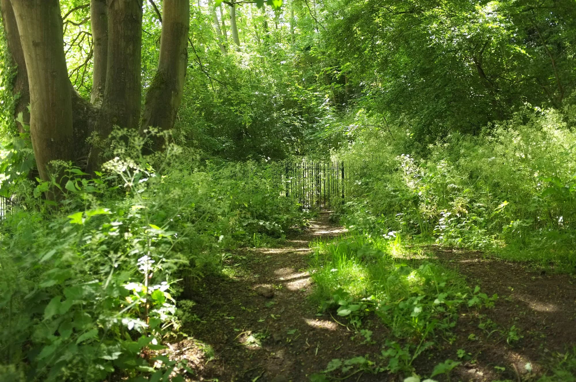 Woodland path in Badock's Wood