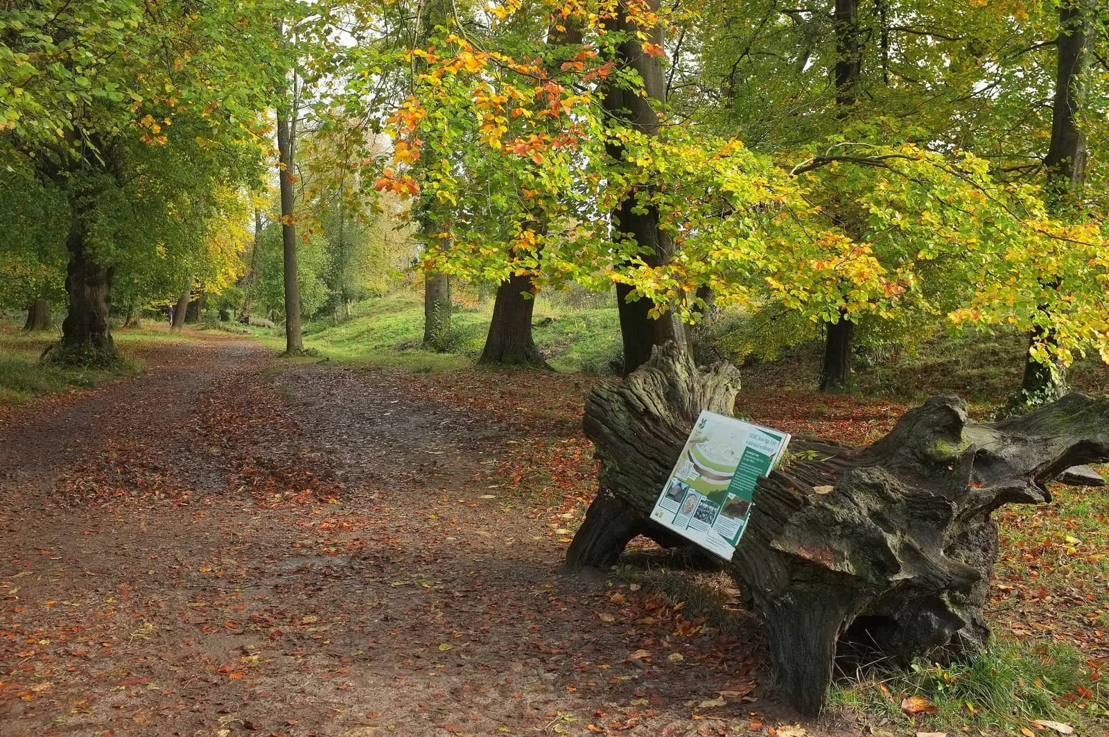 Woodland at Leigh Woods