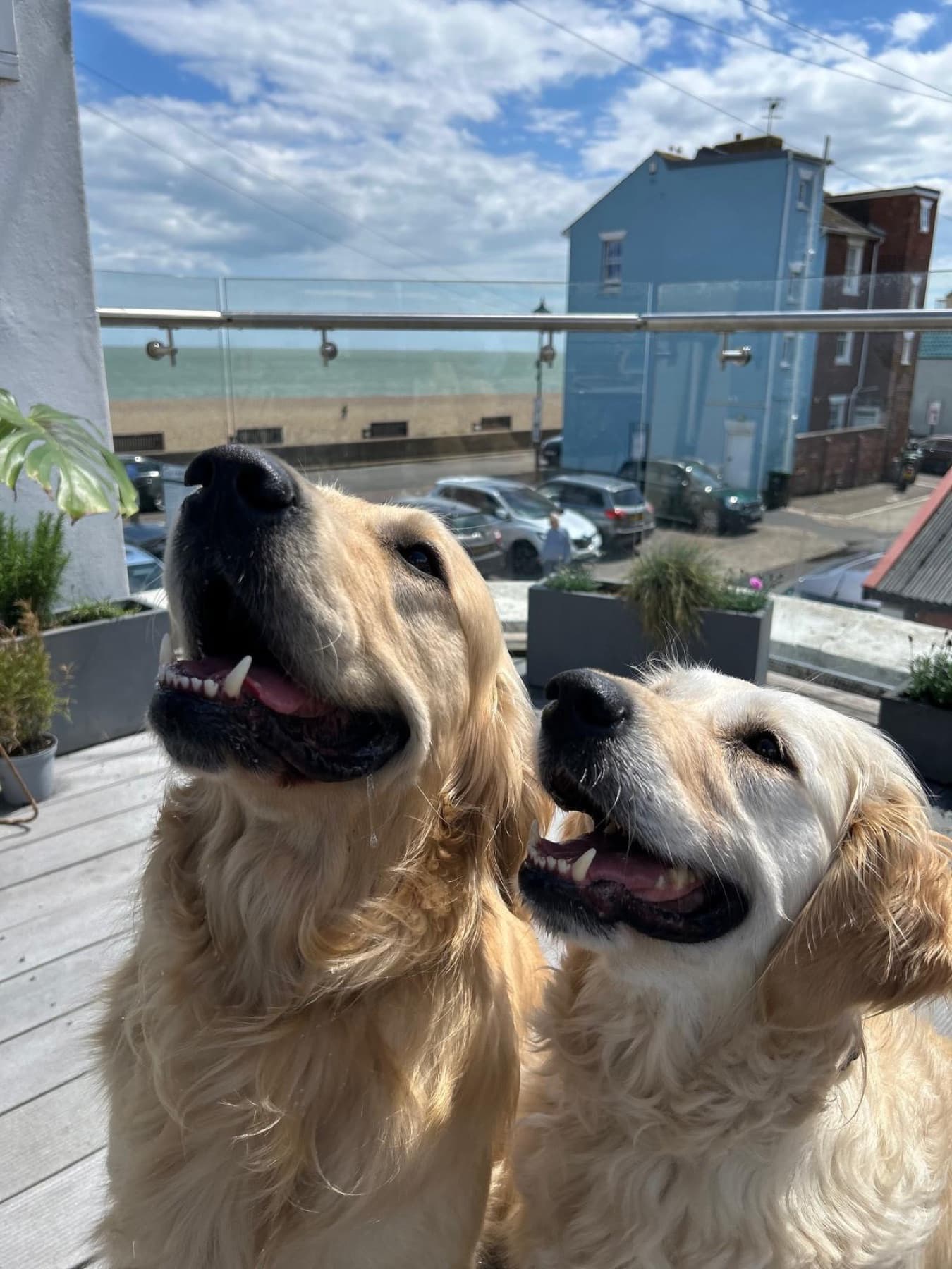 Oxo and Pickle together