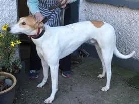 A rescued greyhound representing Bristol DAWG