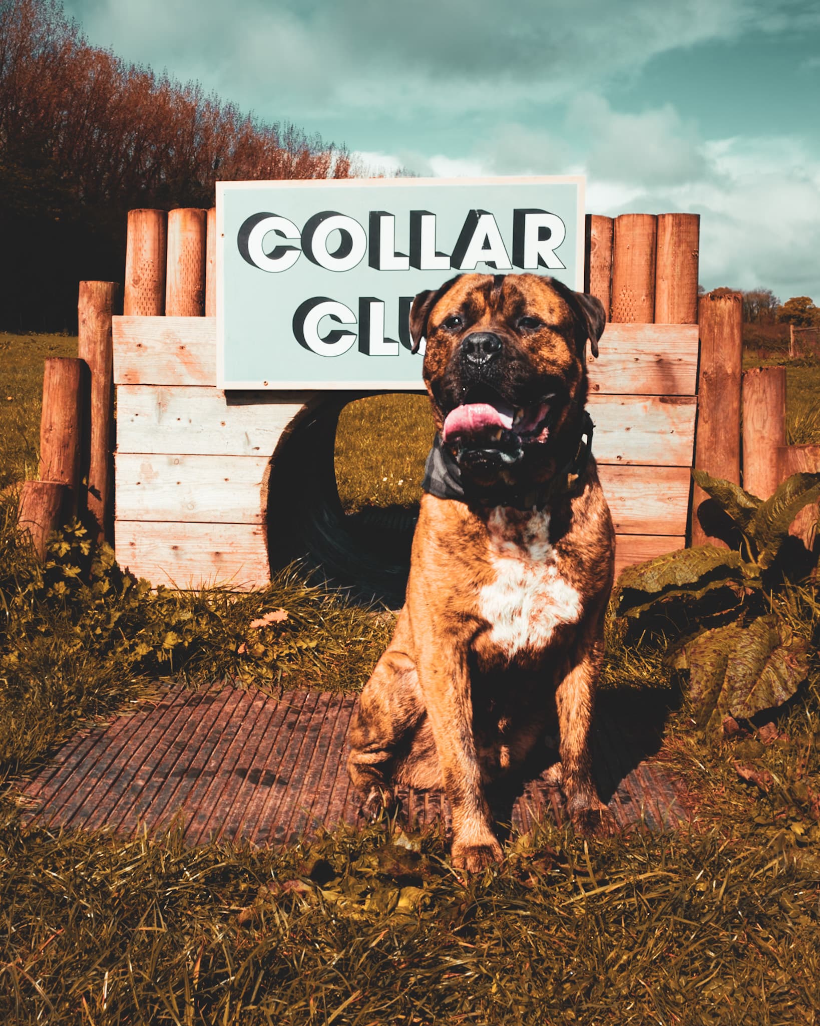 A Cardiff Dogs Home rescue dog taking part in Collar Club