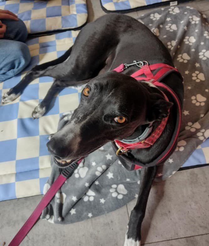 Rescued greyhounds and lurchers visiting UWE Bower Ashton